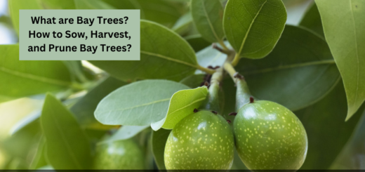 What are Bay Trees? - How to Sow, Harvest, and Prune Bay Trees?