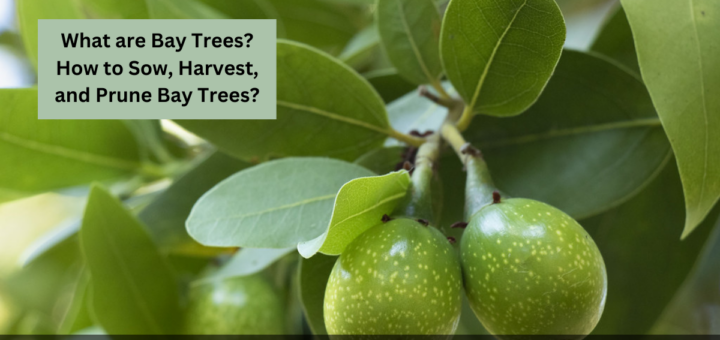 What are Bay Trees? - How to Sow, Harvest, and Prune Bay Trees?