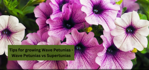 Tips for growing Wave Petunias - Wave Petunias vs Supertunias