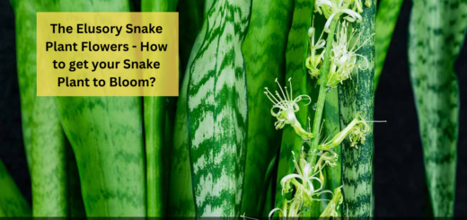 The Elusory Snake Plant Flowers - How to get your Snake Plant to Bloom?