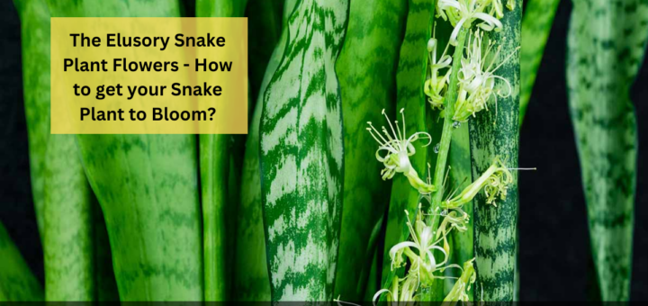 The Elusory Snake Plant Flowers - How to get your Snake Plant to Bloom?