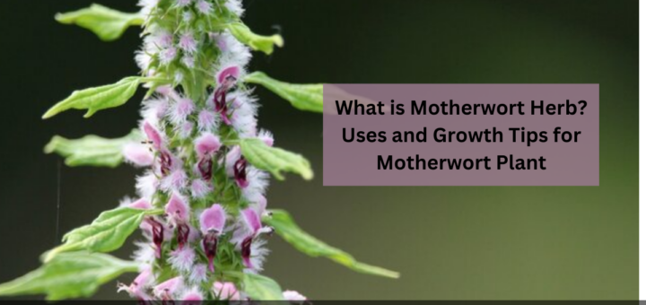 What is Motherwort Herb? - Uses and Growth Tips for Motherwort Plant