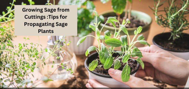 Growing Sage from Cuttings - Tips for Propagating Sage Plants