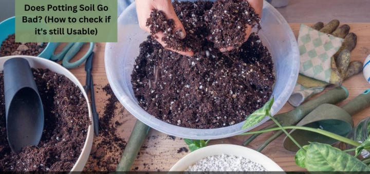 Does Potting Soil Go Bad? (How to check if it's still Usable)