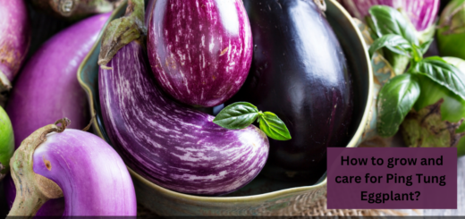 Ping Tung Eggplant - How to grow and care for Ping Tung Eggplant?