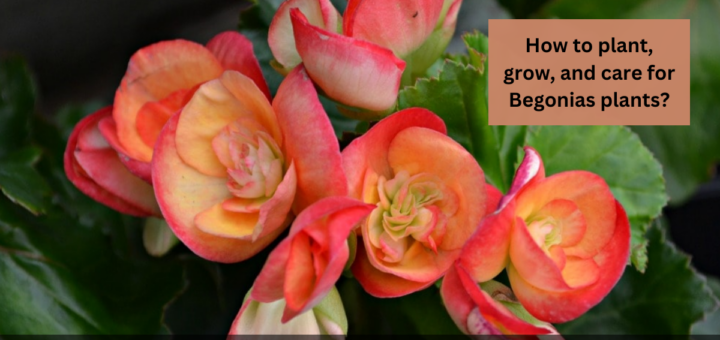 How to plant, grow, and care for Begonias plants?