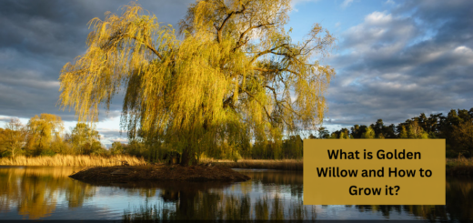 What is Golden Willow and How to Grow it?