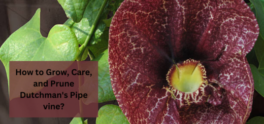 What is Dutchman's Pipe Vine? How to Grow, Care, and Prune Dutchman's Pipe vine?