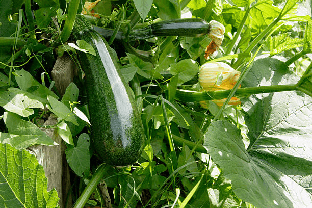 Growing Zucchini: How to Care for Zucchini Plants 2023 (5+ Growing Tips)
