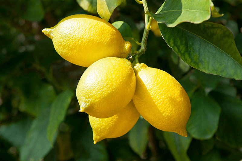 Lemon trees