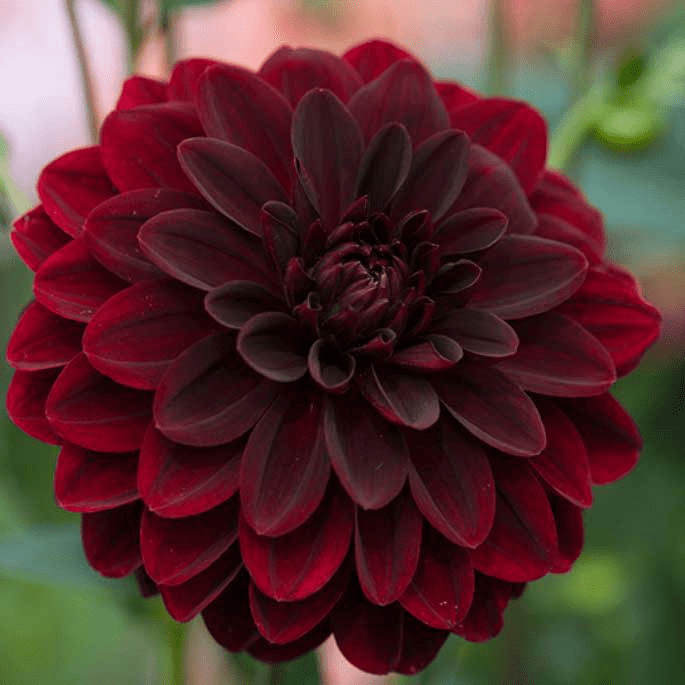 15 Plants with nearly Black Flowers to make your Garden Attractive