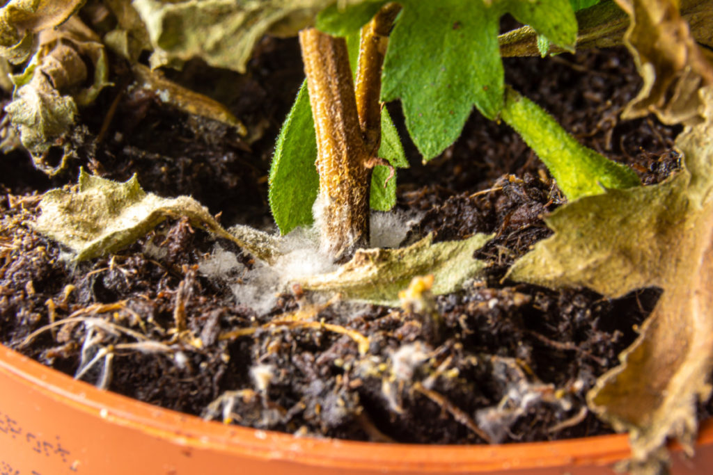 Does Potting Soil go Bad? (How to check if it's still Usable)