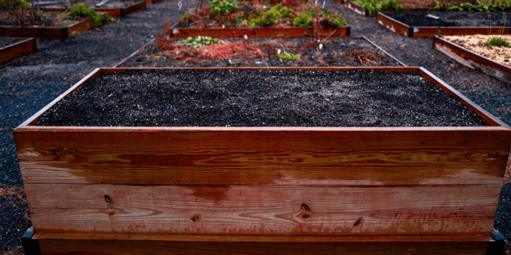 How to germinate plants? - raised garden beds