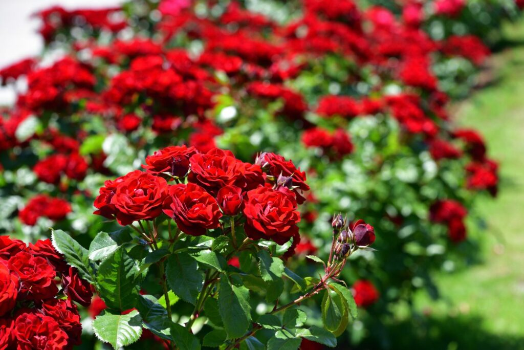 Disease-resistant Roses