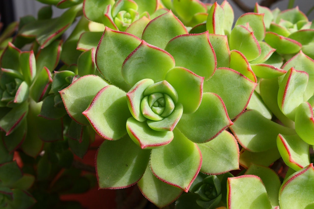 What Plants Can You Propagate And How To Do It?