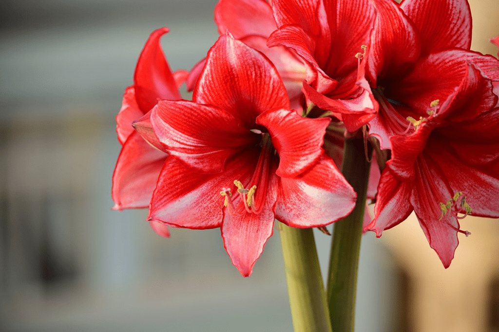 12+ Red Perennial Flowers to Grow in Your Garden