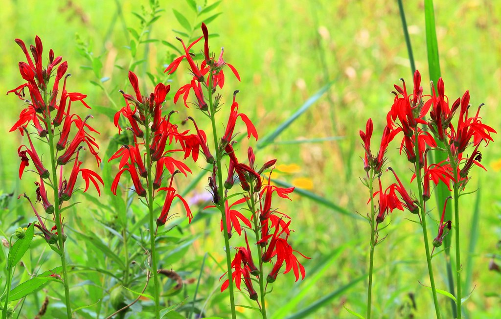 12+ Red Perennial Flowers to Grow in Your Garden