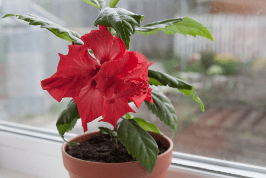 Ways to propagate hibiscus flowers in your garden