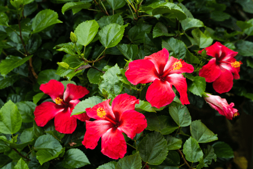 Ways to propagate hibiscus flowers in your garden