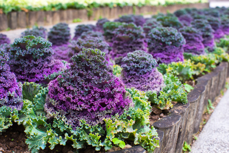 How to Grow Kale in Pots? (Step-by-Step Guide)