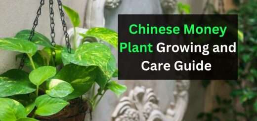 Chinese Money Plant Growing and Care Guide (& Best Soil to use)