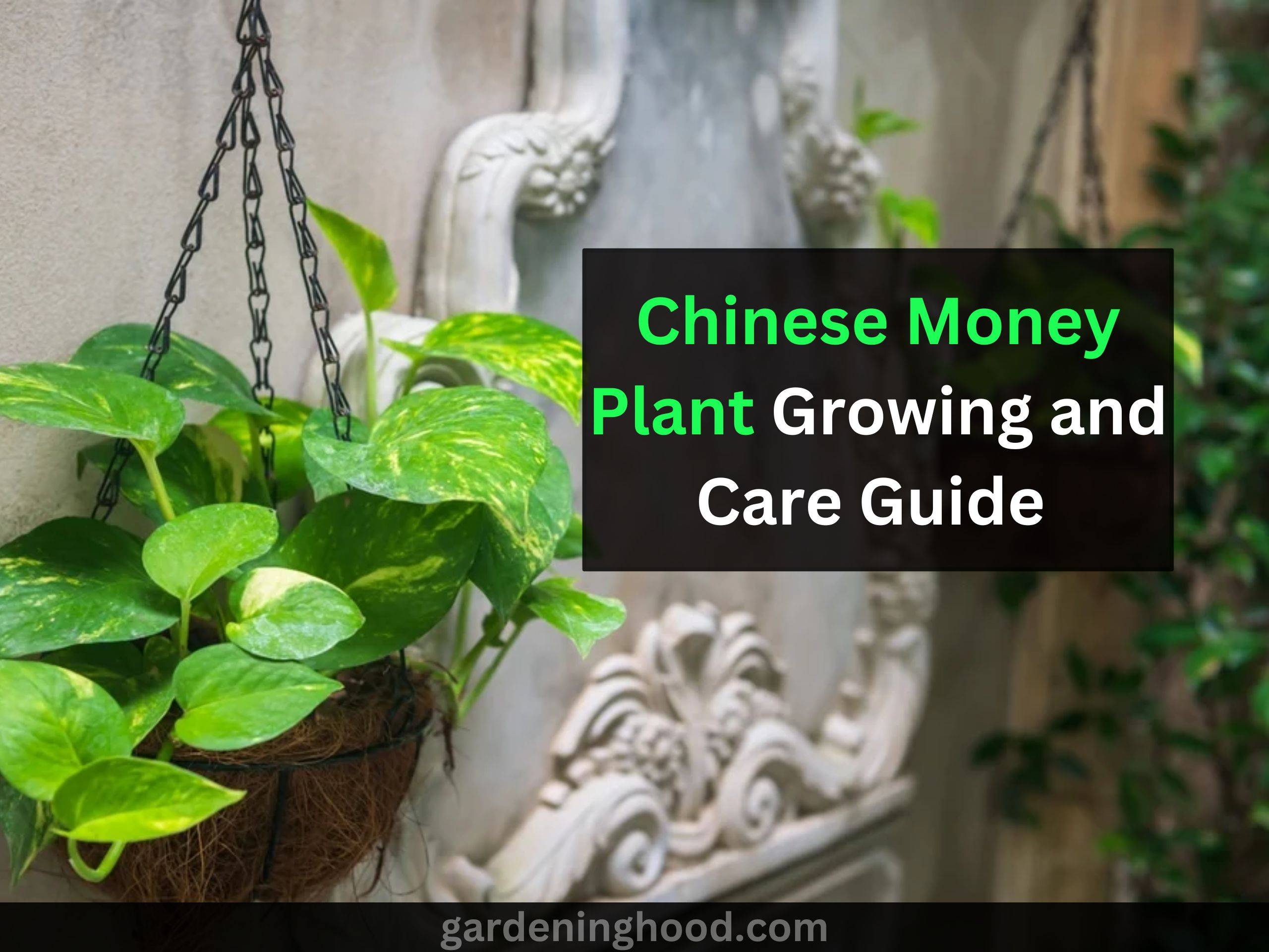 Chinese Money Plant Growing and Care Guide (& Best Soil to use)