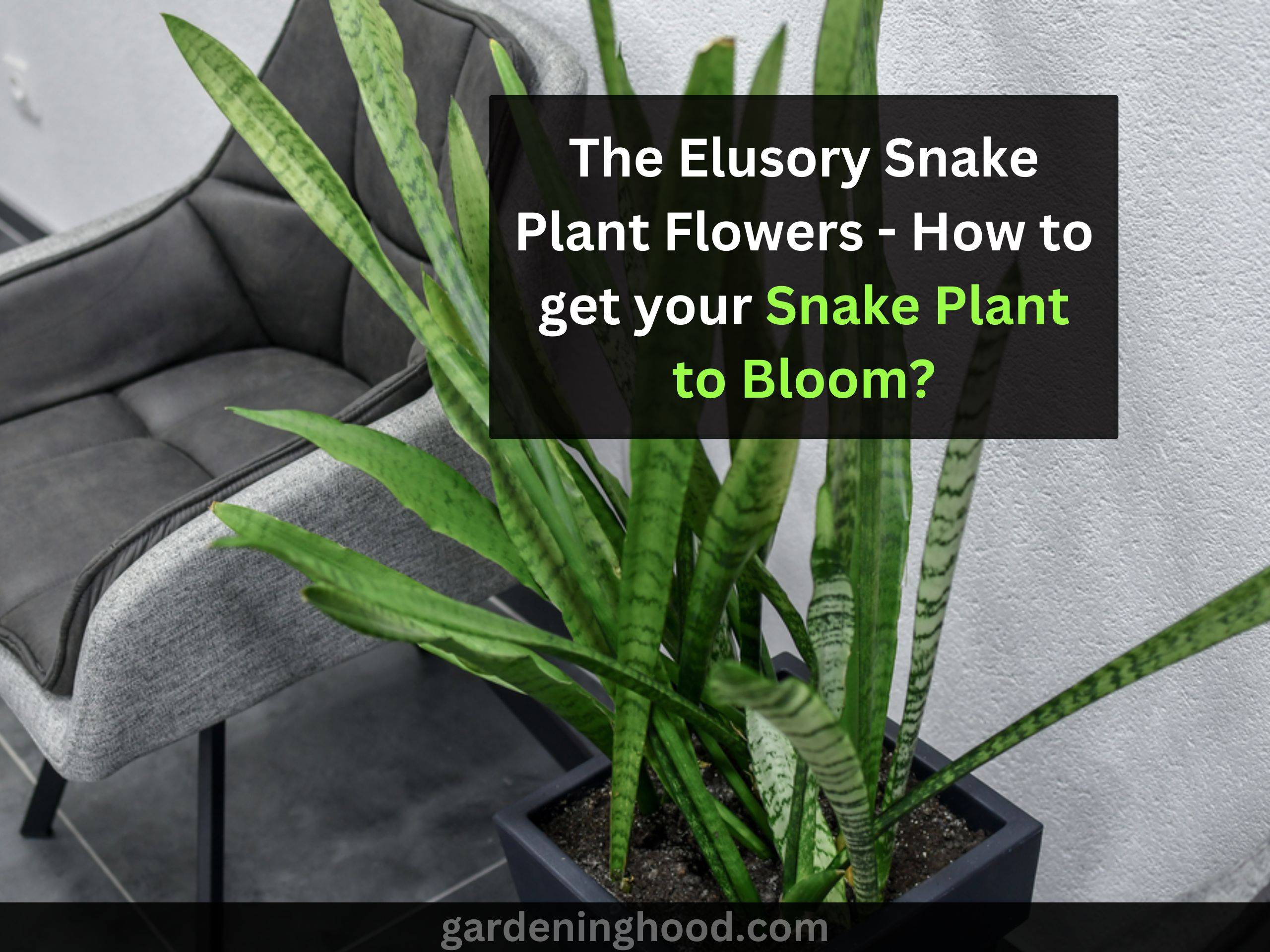 The Elusory Snake Plant Flowers - How to get your Snake Plant to Bloom?