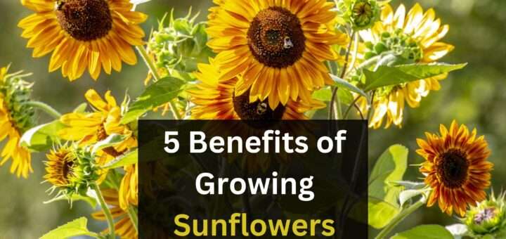 5 Benefits of Growing Sunflowers