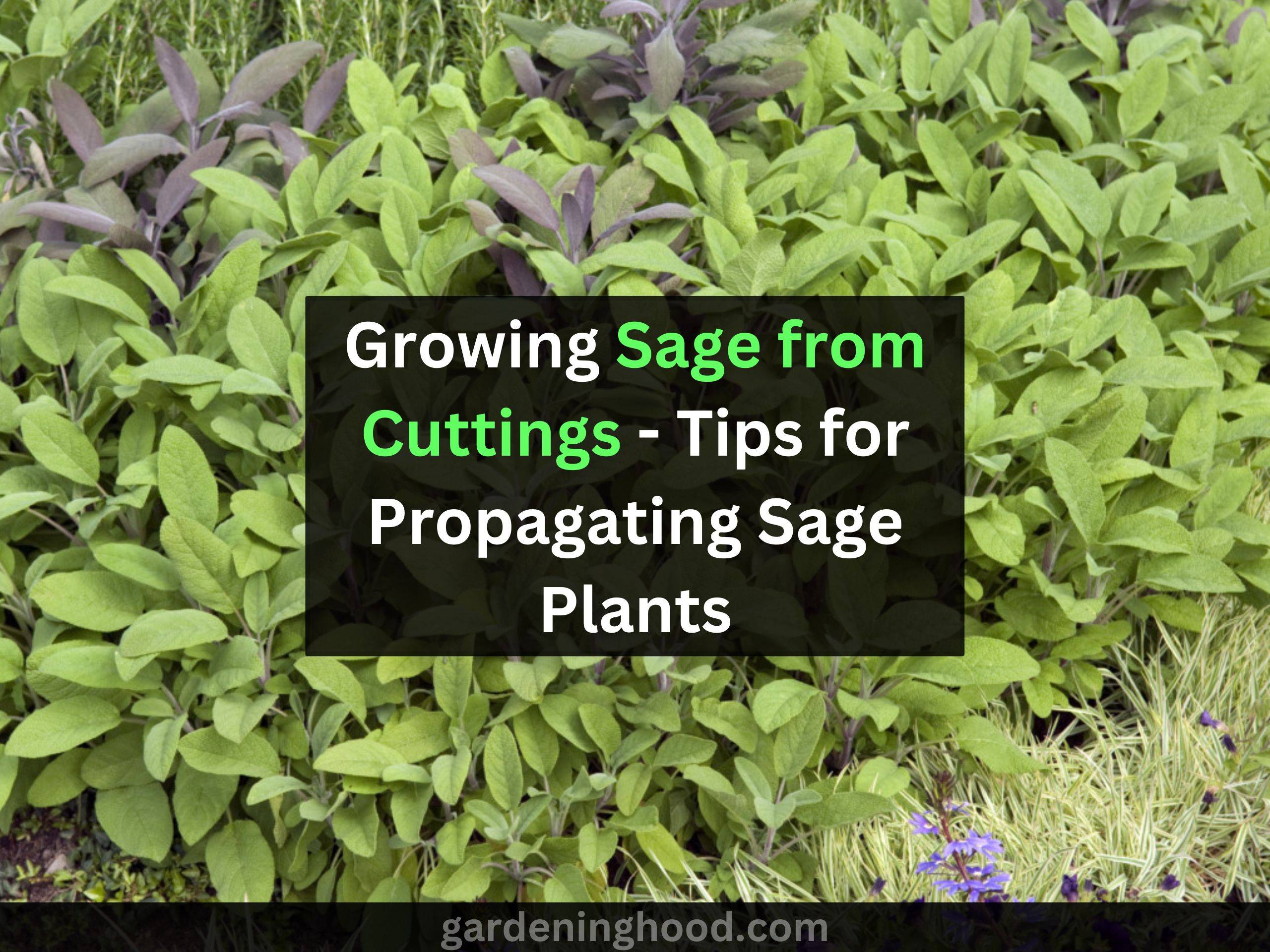 Growing Sage from Cuttings - Tips for Propagating Sage Plants