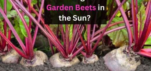 How to grow Garden Beets in the Sun? (& Can Beets Grow in Shade?) 