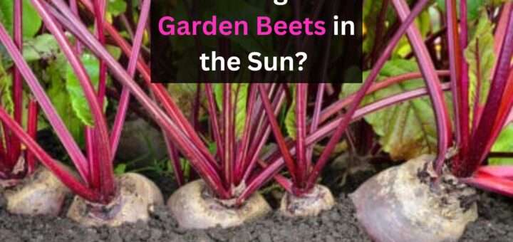 How to grow Garden Beets in the Sun? (& Can Beets Grow in Shade?) 