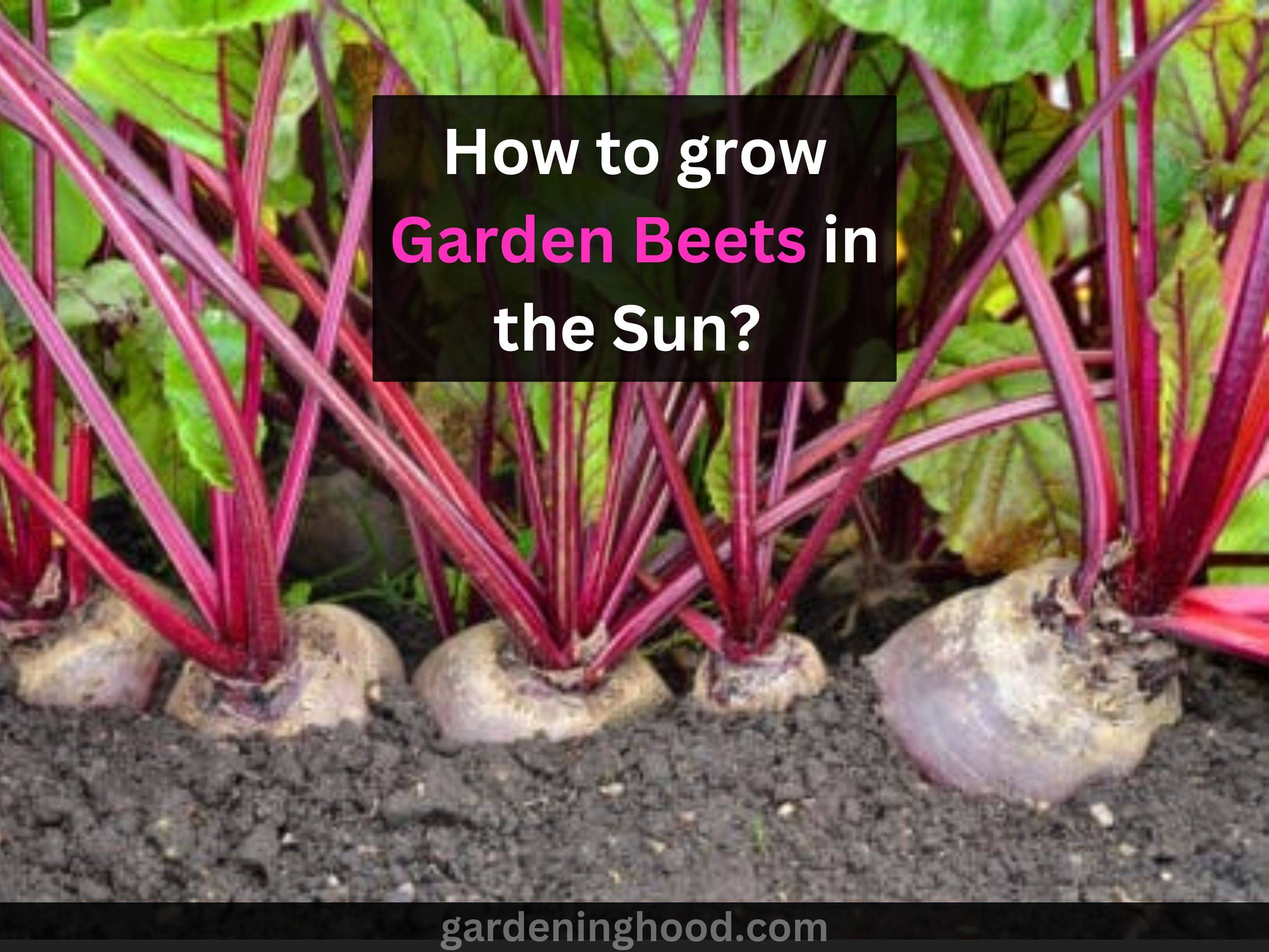 How to grow Garden Beets in the Sun? (& Can Beets Grow in Shade?) 