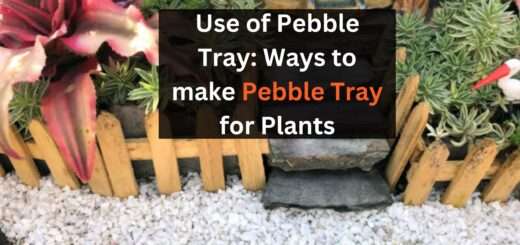 pebble tray