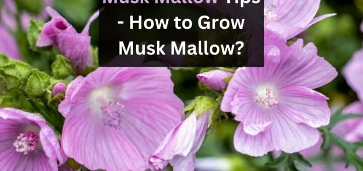 Musk Mallow Tips - How to Grow Musk Mallow?