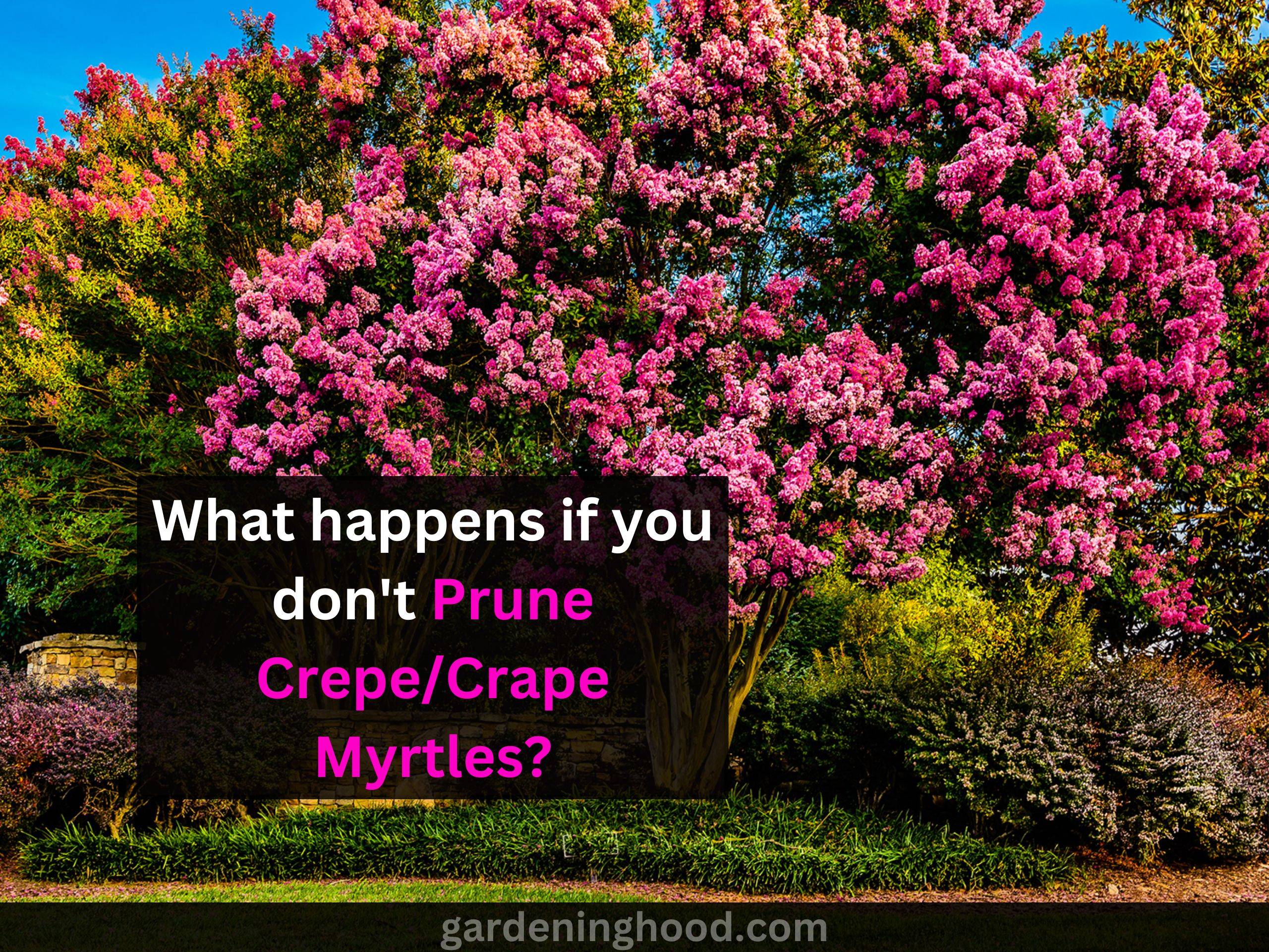 What happens if you don’t Prune Crepe/Crape Myrtles?