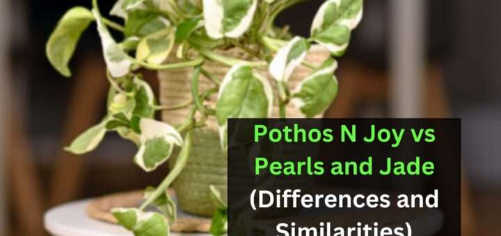 Pothos N Joy vs Pearls and Jade (Differences and Similarities)