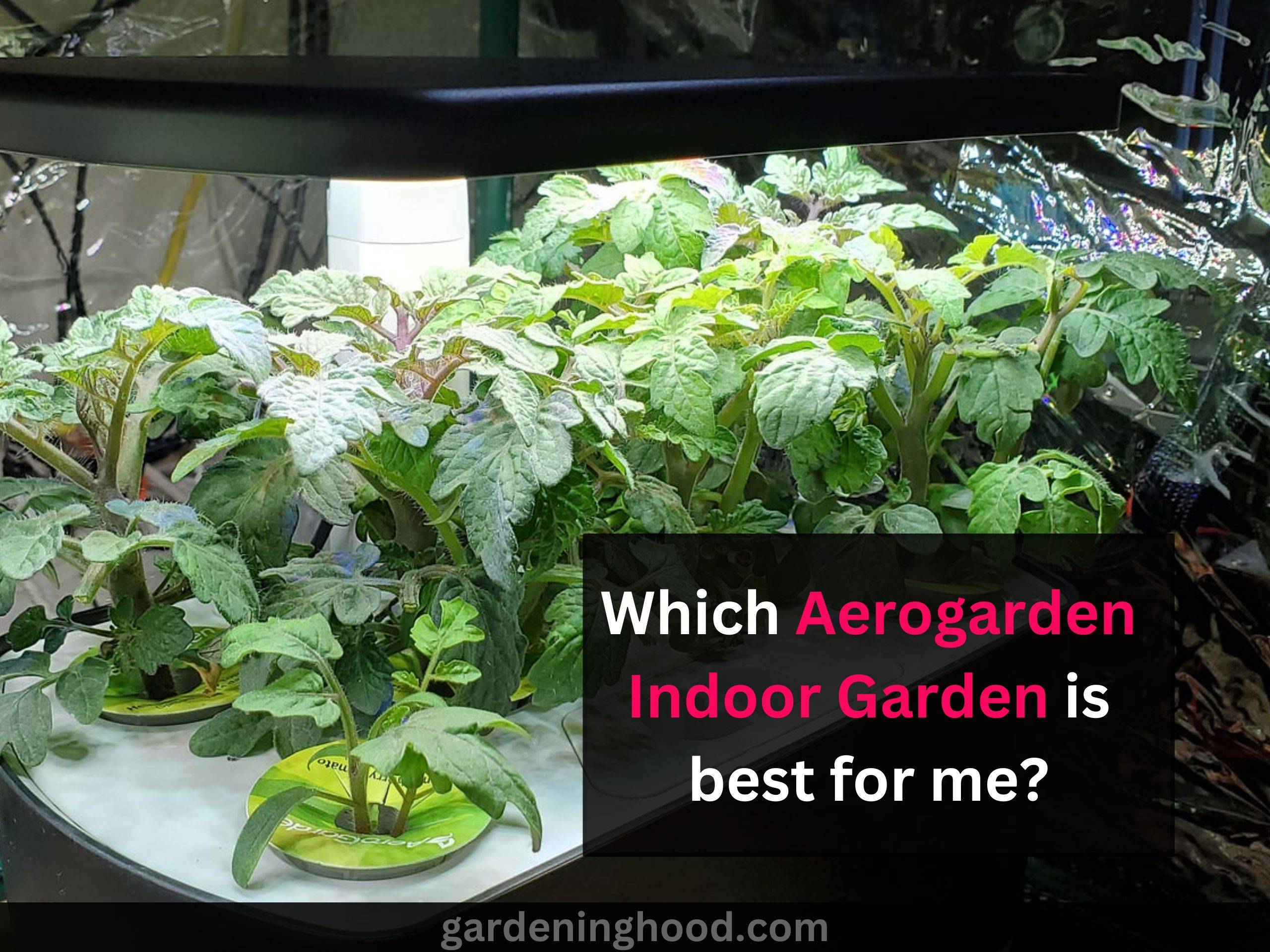 aerogarden indoor garden
