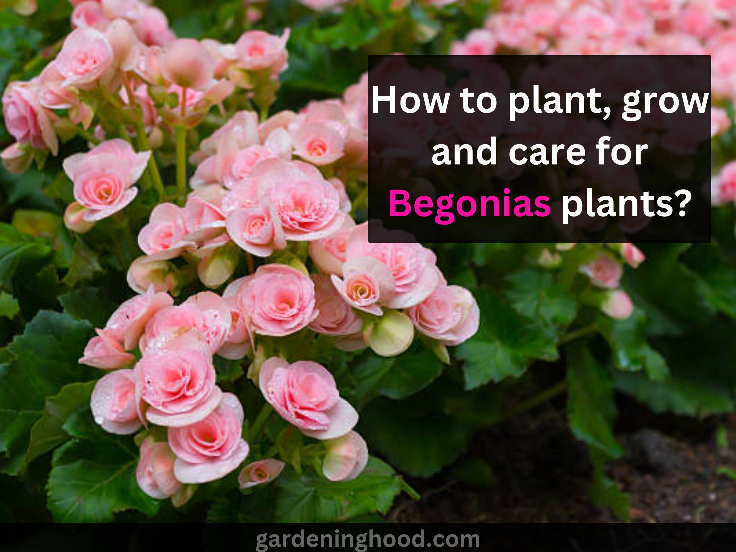 How to plant, grow and care for Begonias plants?