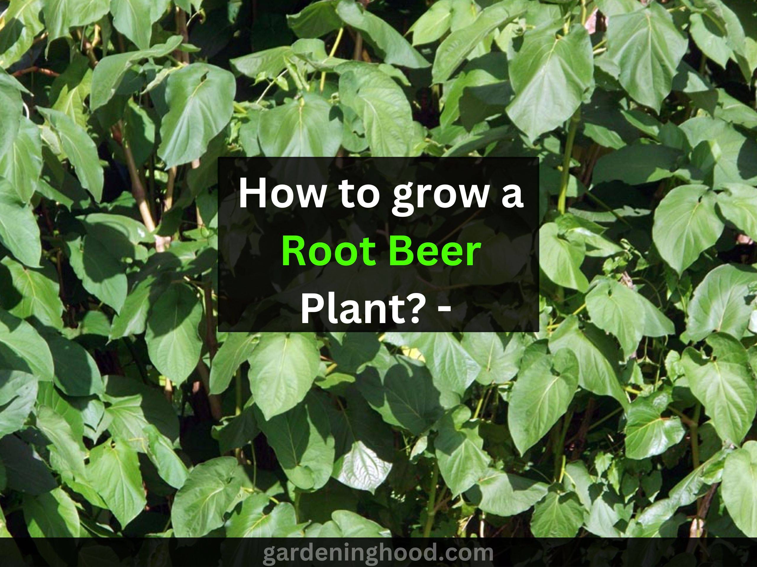 How to grow a Root Beer Plant? - Propagate Mexican Pepperleaf, Medical Uses, and Benefits