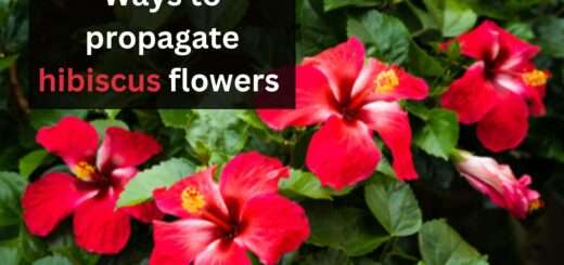 Ways to propagate hibiscus flowers in your garden