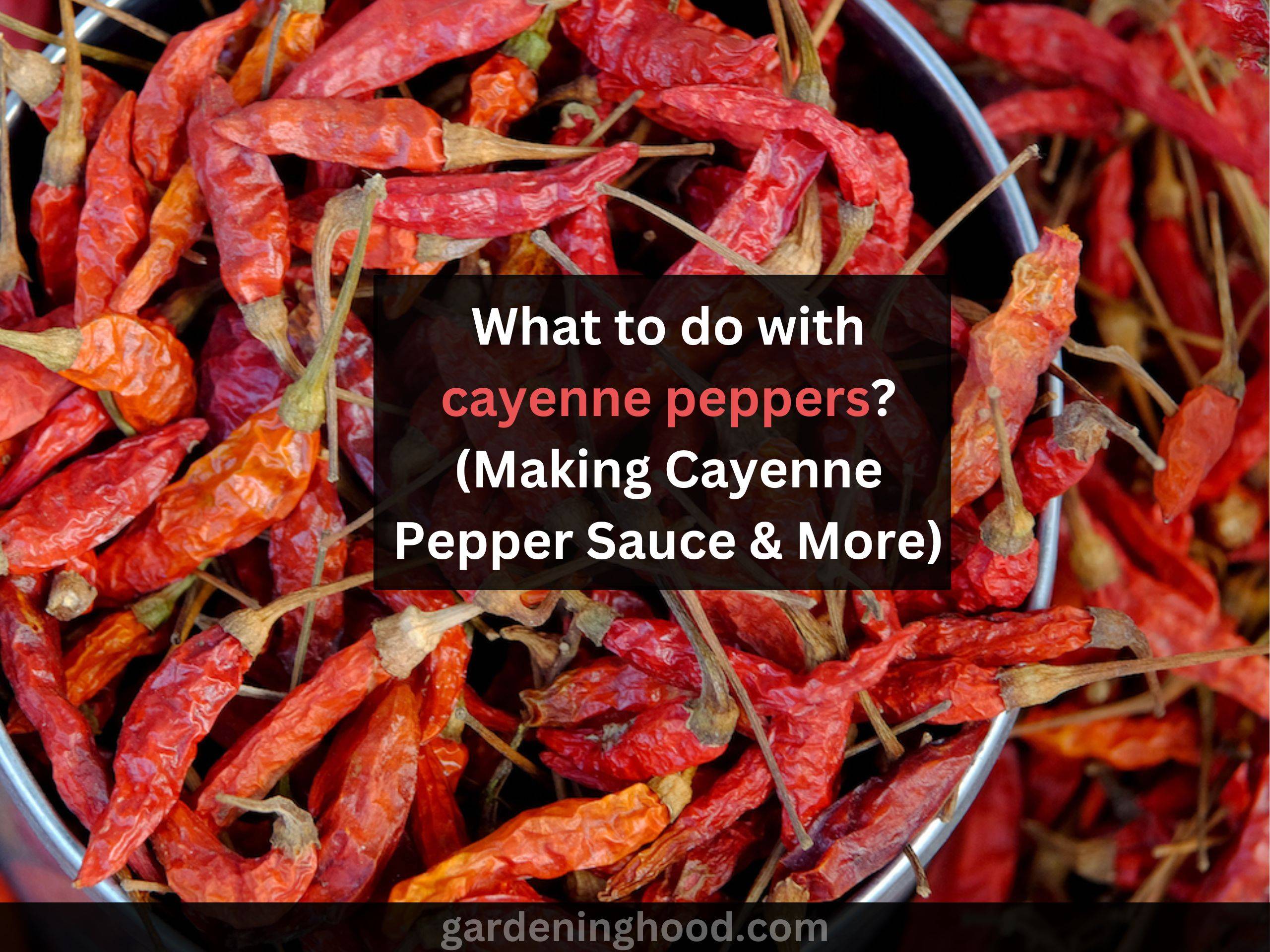 What to do with cayenne peppers? (Making Cayenne Pepper Sauce & More)