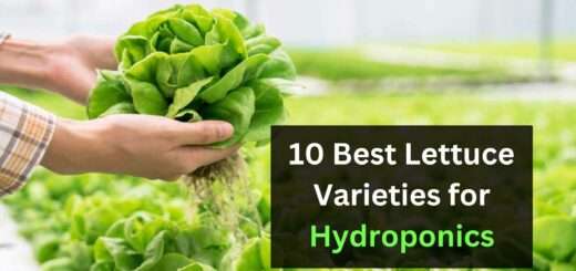 10 Best Lettuce Varieties for Hydroponics