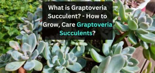 What is Graptoveria Succulent? - How to Grow, Care Graptoveria Succulents?