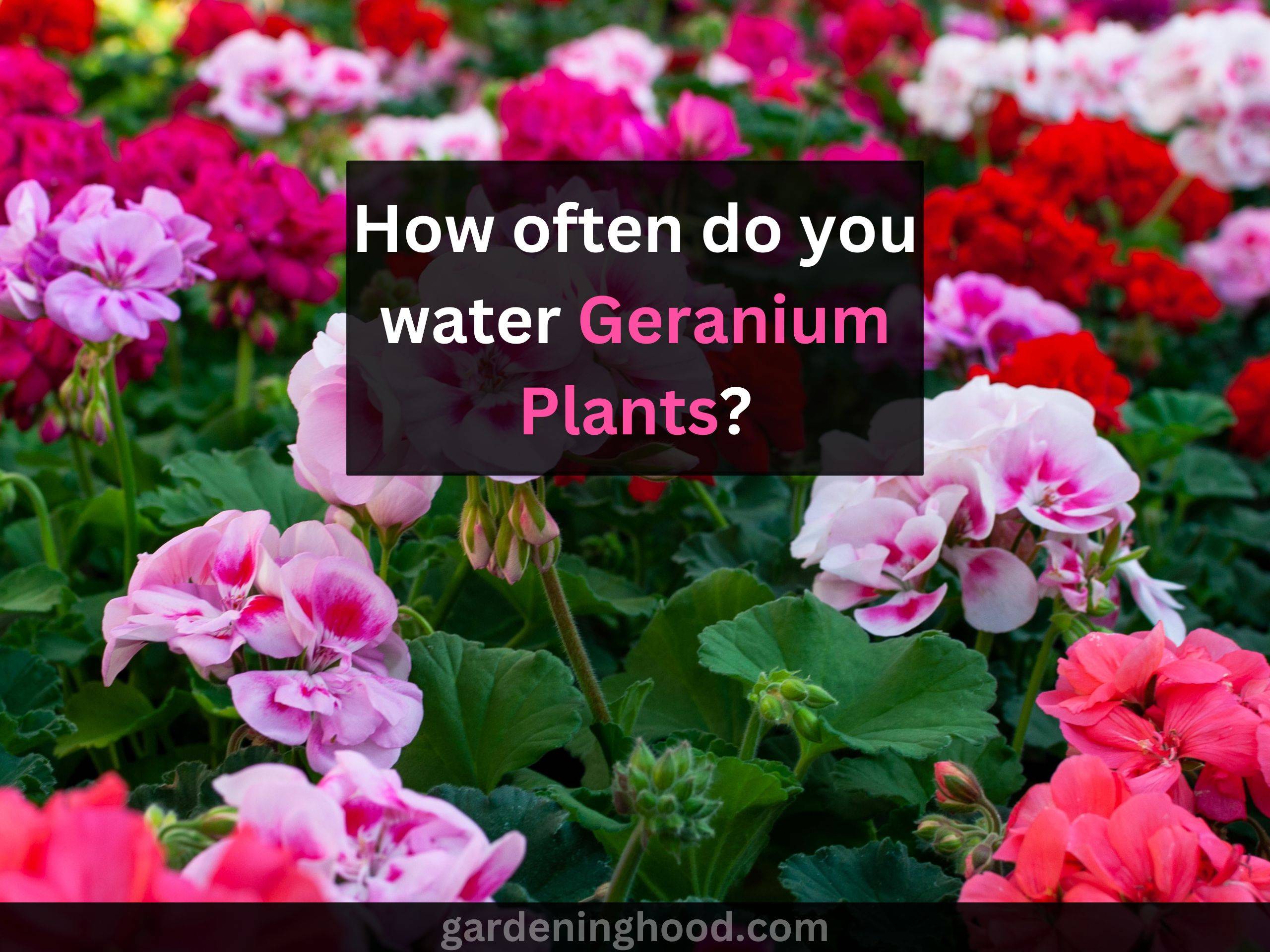 How often do you water Geranium Plants? 