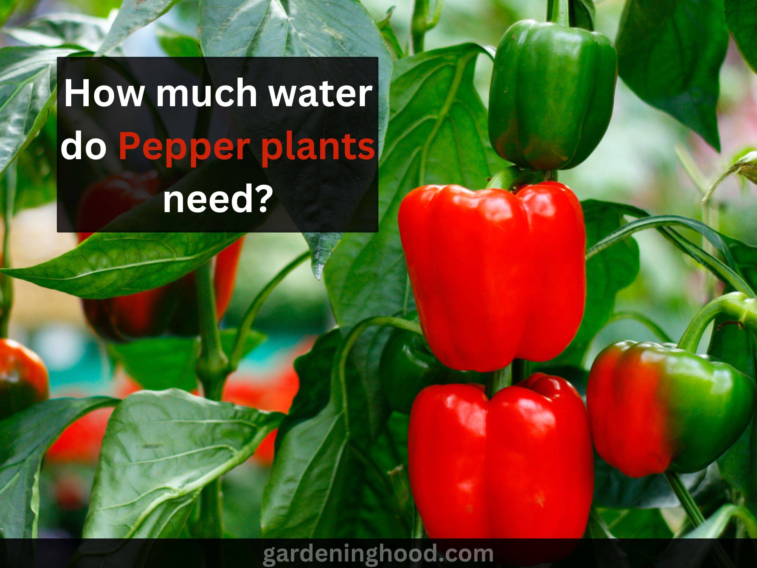 How much water do Pepper plants need? (& How often to water them?)