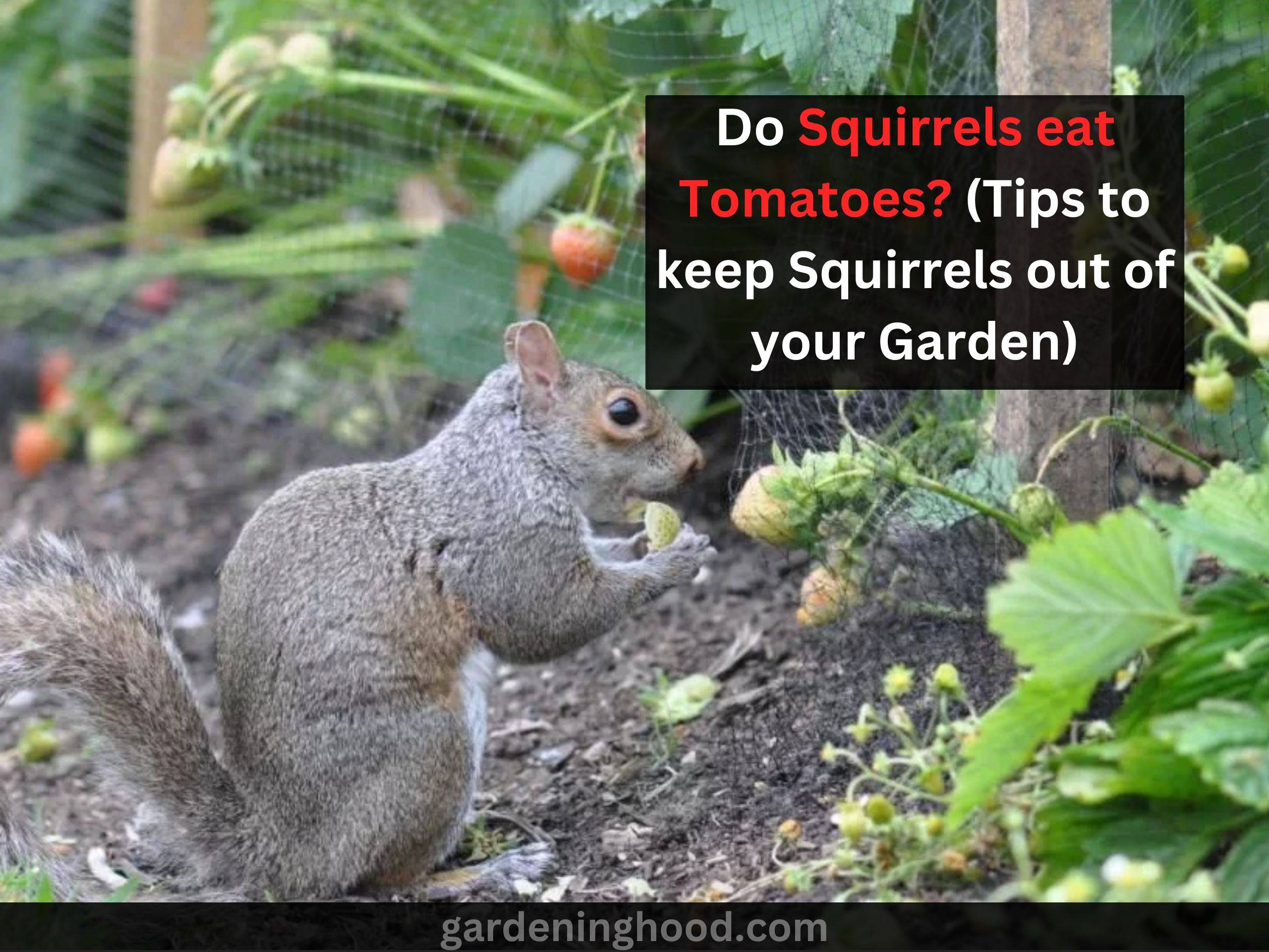 Do Squirrels eat Tomatoes? (Tips to keep Squirrels out of your Garden)