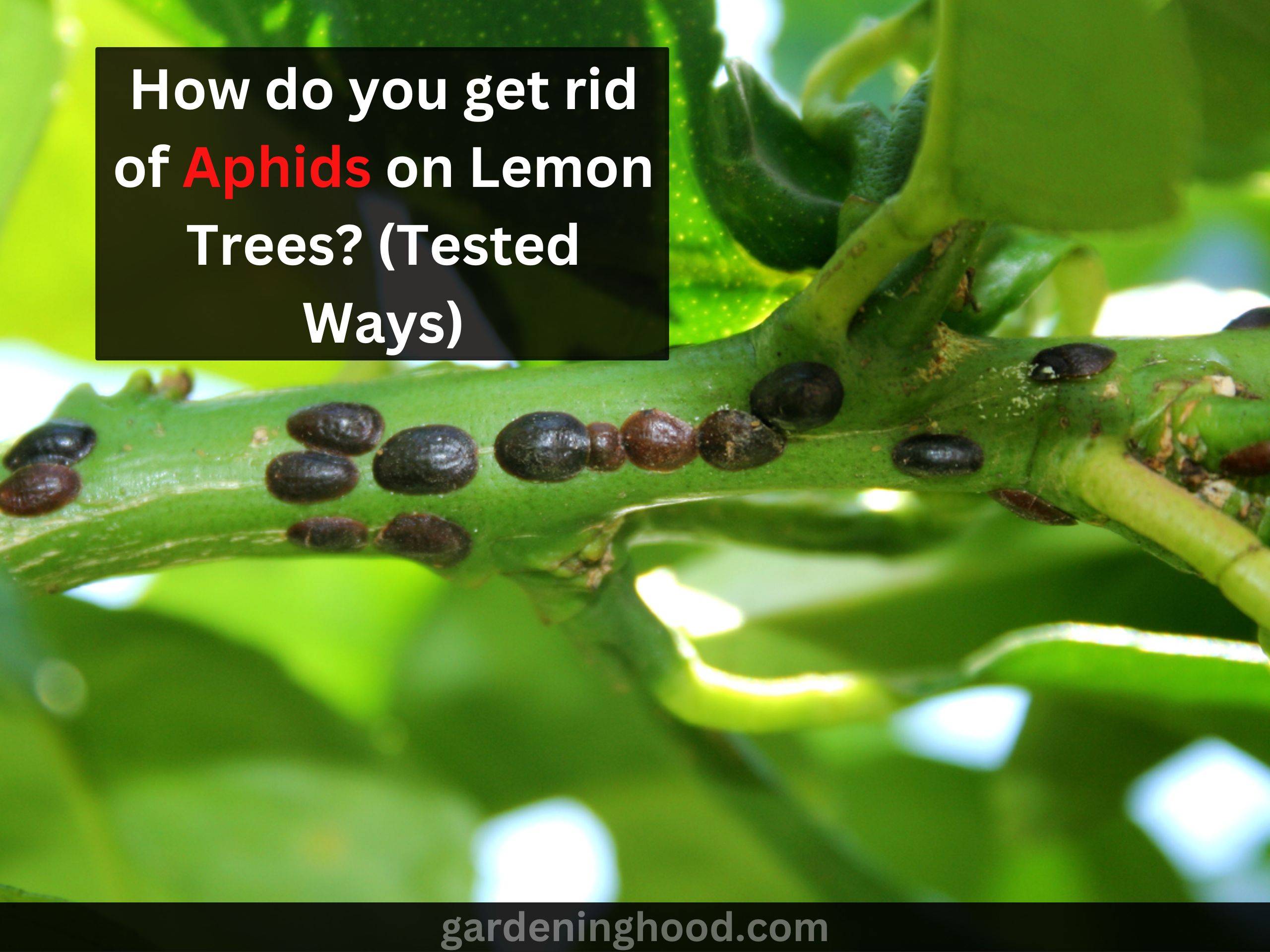 How do you get rid of Aphids on Lemon Trees? (Tested Ways)