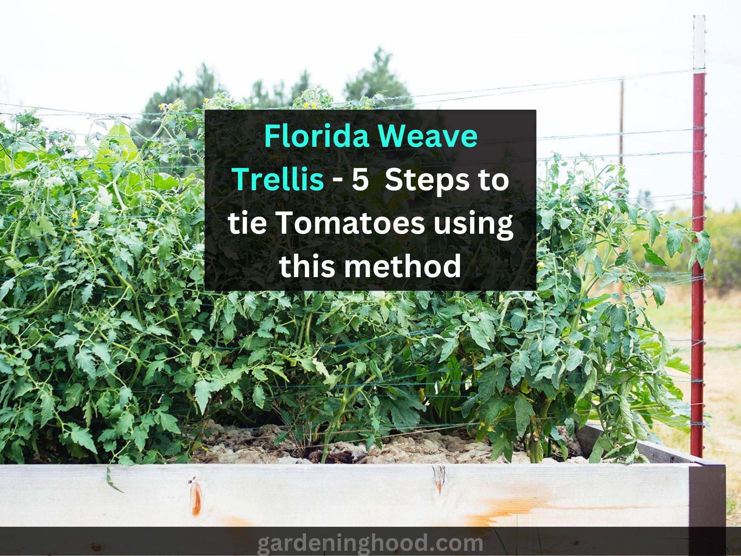 Florida Weave Trellis - 5+ Steps to tie Tomatoes using this method
