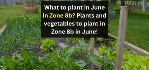 What to plant in June in Zone 8b? Plants and vegetables to plant in Zone 8b in June!