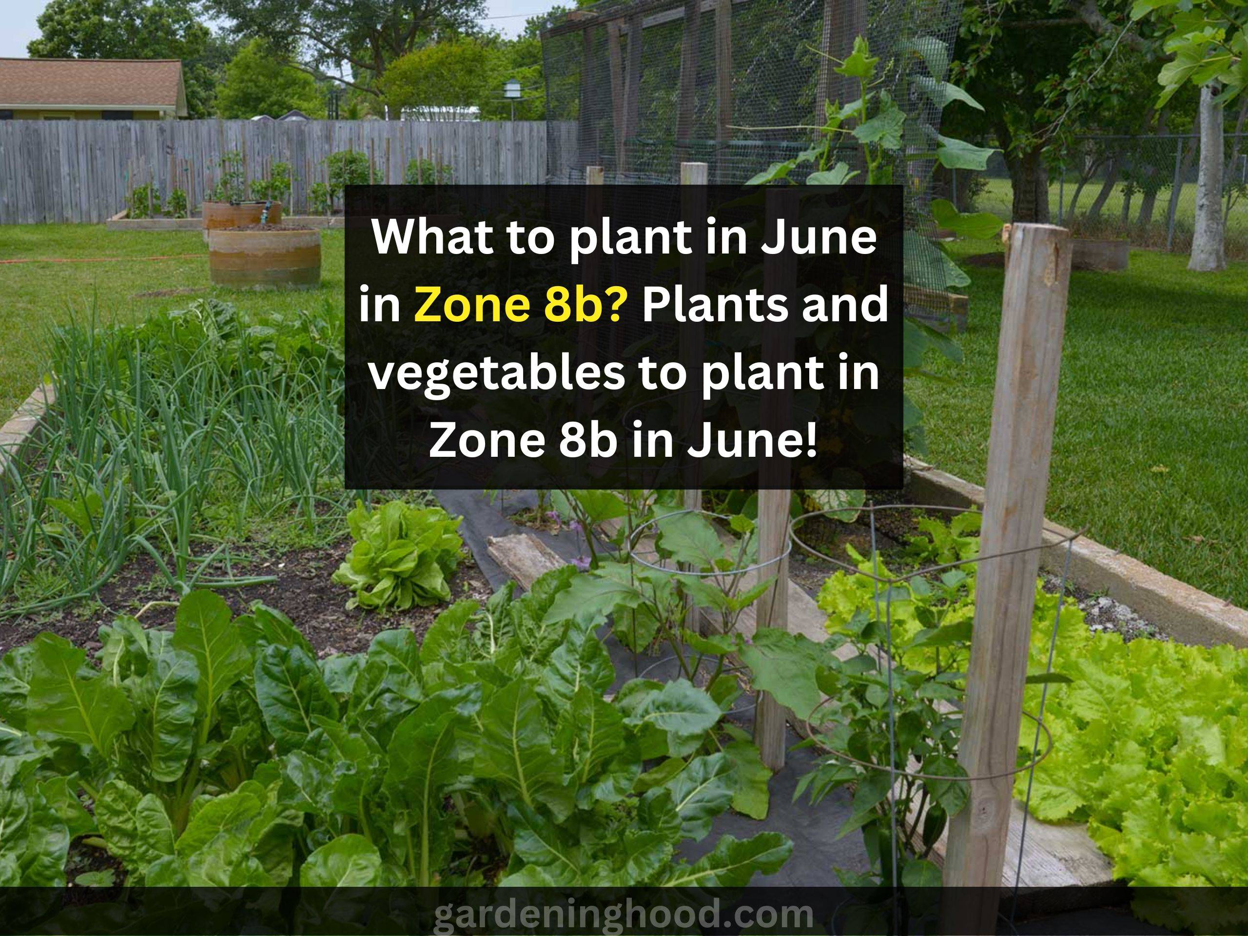 What to plant in June in Zone 8b? Plants and vegetables to plant in Zone 8b in June!